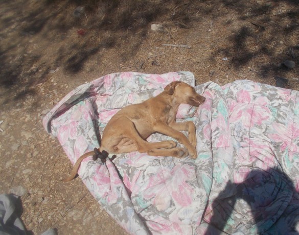 Σαλαμίνα: Πυροσβέστες βρήκαν τον ένα σκύλο νεκρό και τον δεύτερο να τον τρώνε εκατοντάδες τσιμπούρια - Φωτογραφία 2