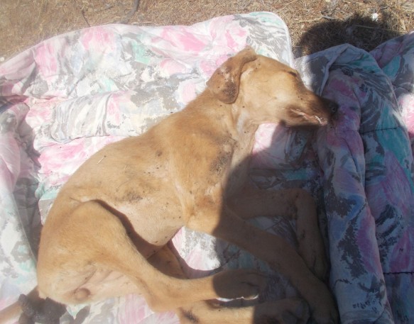 Σαλαμίνα: Πυροσβέστες βρήκαν τον ένα σκύλο νεκρό και τον δεύτερο να τον τρώνε εκατοντάδες τσιμπούρια - Φωτογραφία 3