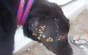 Σαλαμίνα: Πυροσβέστες βρήκαν τον ένα σκύλο νεκρό και τον δεύτερο να τον τρώνε εκατοντάδες τσιμπούρια - Φωτογραφία 1