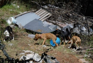 Εικόνες ντροπής με υποσιτισμένα, τραυματισμένα και νεκρά σκυλιά στην Τρίπολη [photos+video] - Φωτογραφία 1