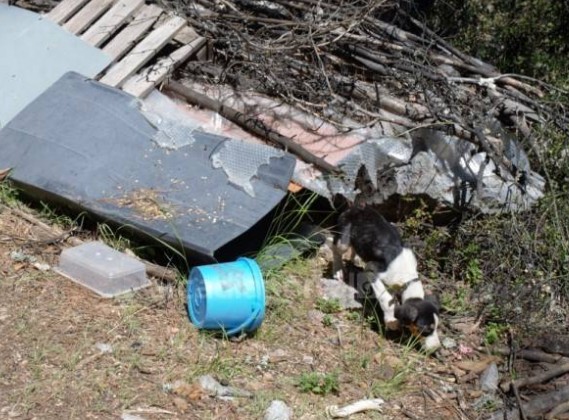 Εικόνες ντροπής με υποσιτισμένα, τραυματισμένα και νεκρά σκυλιά στην Τρίπολη [photos+video] - Φωτογραφία 3