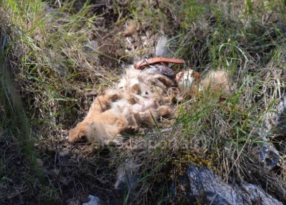 Εικόνες ντροπής με υποσιτισμένα, τραυματισμένα και νεκρά σκυλιά στην Τρίπολη [photos+video] - Φωτογραφία 6
