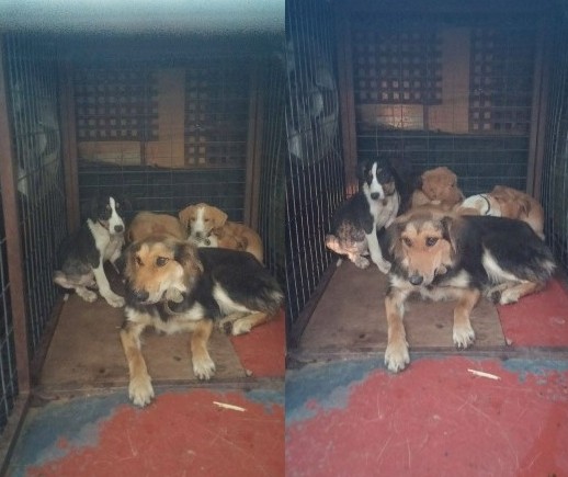 Εικόνες ντροπής με υποσιτισμένα, τραυματισμένα και νεκρά σκυλιά στην Τρίπολη [photos+video] - Φωτογραφία 8