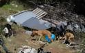 Εικόνες ντροπής με υποσιτισμένα, τραυματισμένα και νεκρά σκυλιά στην Τρίπολη [photos+video]