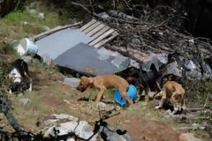 Εικόνες ντροπής με υποσιτισμένα, τραυματισμένα και νεκρά σκυλιά στην Τρίπολη [photos+video]