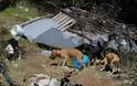 Εικόνες ντροπής με υποσιτισμένα, τραυματισμένα και νεκρά σκυλιά στην Τρίπολη [photos+video] - Φωτογραφία 2
