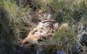 Εικόνες ντροπής με υποσιτισμένα, τραυματισμένα και νεκρά σκυλιά στην Τρίπολη [photos+video] - Φωτογραφία 4