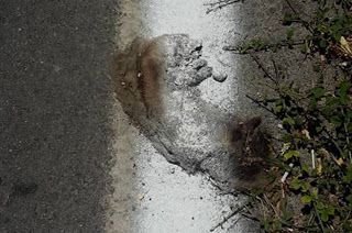 Εβαψαν τη διαγράμμιση του δρόμου και μαζί τα...νεκρά ζώα στις Κάτω Αρχάνες [ΣΚΛΗΤΕΣ ΕΙΚΟΝΕΣ] - Φωτογραφία 1