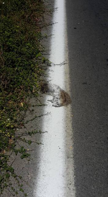 Εβαψαν τη διαγράμμιση του δρόμου και μαζί τα...νεκρά ζώα στις Κάτω Αρχάνες [ΣΚΛΗΤΕΣ ΕΙΚΟΝΕΣ] - Φωτογραφία 3