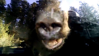 Συγκλονιστικό βίντεο: Αρκούδα παγιδεύτηκε σε αμάξι - Δείτε τι έγινε μετά... [video] - Φωτογραφία 1