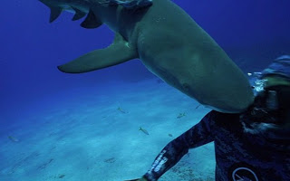 Το βίντεο του ΤΡΟΜΟΥ: Καρχαρίας ρίχνει κεφαλιά σε δύτη και του σπάει τη μάσκα στο πρόσωπο. Τι ΑΝΑΚΑΛΥΨΑΝ μετά; [video] - Φωτογραφία 1