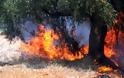 Καταδικάστηκε για εμπρησμό εξ αμελείας ο 46χρονος για την πυρκαγιά στη Μυτιλήνη