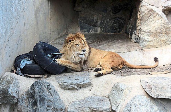 Λιοντάρια… σχεδιάζουν τζιν παντελόνια! [photos] - Φωτογραφία 2