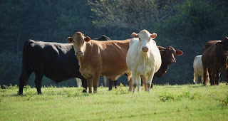 Κίνδυνος για 40.000 βοοειδή στα Τρίκαλα - Φωτογραφία 1