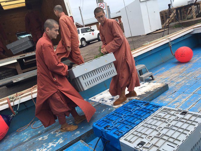 Βουδιστές μοναχοί αγόρασαν εκατοντάδες αστακούς και τους απελευθέρωσαν στον ωκεανό - Φωτογραφία 3