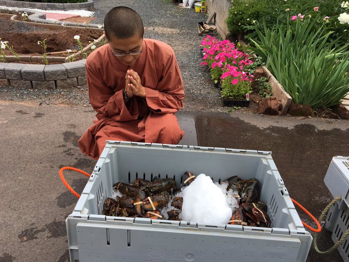 Βουδιστές μοναχοί αγόρασαν εκατοντάδες αστακούς και τους απελευθέρωσαν στον ωκεανό - Φωτογραφία 4