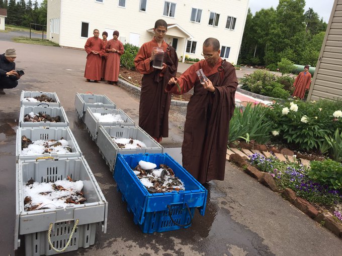 Βουδιστές μοναχοί αγόρασαν εκατοντάδες αστακούς και τους απελευθέρωσαν στον ωκεανό - Φωτογραφία 5