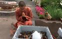 Βουδιστές μοναχοί αγόρασαν εκατοντάδες αστακούς και τους απελευθέρωσαν στον ωκεανό - Φωτογραφία 4