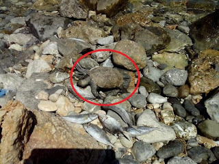 Λασίθι: Βρήκε στην παραλία νεκρά ψάρια και μια θαλάσσια χελώνα που θανατώθηκαν από δυναμίτη [video] - Φωτογραφία 1