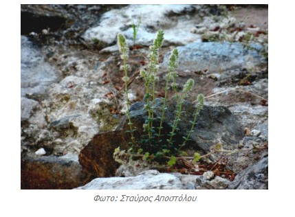 ΔΕΙΤΕ το Αγριολούλουδο που φυτρώνει ΜΟΝΟ στην Ακρόπολη - ΠΟΥΘΕΝΑ αλλού στον κόσμο... [photos] - Φωτογραφία 2