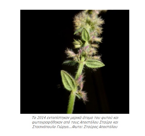 ΔΕΙΤΕ το Αγριολούλουδο που φυτρώνει ΜΟΝΟ στην Ακρόπολη - ΠΟΥΘΕΝΑ αλλού στον κόσμο... [photos] - Φωτογραφία 3