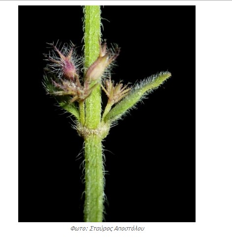 ΔΕΙΤΕ το Αγριολούλουδο που φυτρώνει ΜΟΝΟ στην Ακρόπολη - ΠΟΥΘΕΝΑ αλλού στον κόσμο... [photos] - Φωτογραφία 5