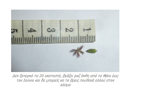 ΔΕΙΤΕ το Αγριολούλουδο που φυτρώνει ΜΟΝΟ στην Ακρόπολη - ΠΟΥΘΕΝΑ αλλού στον κόσμο... [photos] - Φωτογραφία 6