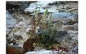 ΔΕΙΤΕ το Αγριολούλουδο που φυτρώνει ΜΟΝΟ στην Ακρόπολη - ΠΟΥΘΕΝΑ αλλού στον κόσμο... [photos] - Φωτογραφία 2
