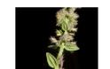 ΔΕΙΤΕ το Αγριολούλουδο που φυτρώνει ΜΟΝΟ στην Ακρόπολη - ΠΟΥΘΕΝΑ αλλού στον κόσμο... [photos] - Φωτογραφία 3