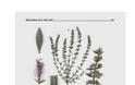 ΔΕΙΤΕ το Αγριολούλουδο που φυτρώνει ΜΟΝΟ στην Ακρόπολη - ΠΟΥΘΕΝΑ αλλού στον κόσμο... [photos] - Φωτογραφία 4