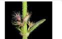 ΔΕΙΤΕ το Αγριολούλουδο που φυτρώνει ΜΟΝΟ στην Ακρόπολη - ΠΟΥΘΕΝΑ αλλού στον κόσμο... [photos] - Φωτογραφία 5