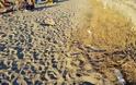 Πευκοχώρι Χαλκιδικής: Η αυθαιρεσία στην παραλία σε όλο της το μεγαλείο [photos] - Φωτογραφία 7