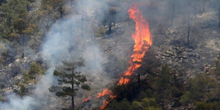 Κύπρος: Σχέδιο για αποκατάσταση και αναδάσωση της καμένης δασικής περιοχής στη Σολέα - Φωτογραφία 1