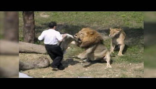 ΒΙΝΤΕΟ - ΣΟΚ: Μπαίνει στο κλουβί με το λιοντάρι και το παίζει... ταυρομάχος αλλά... [video] - Φωτογραφία 1