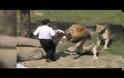 ΒΙΝΤΕΟ - ΣΟΚ: Μπαίνει στο κλουβί με το λιοντάρι και το παίζει... ταυρομάχος αλλά... [video]