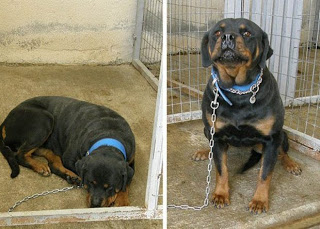 ΣOK - Δολοφονία 4 σκύλων από το Δήμαρχο Κοζάνης [ΕΓΓΡΑΦΑ] - Φωτογραφία 1