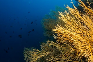 Την προστασία κοραλλιογενούς περιοχής ζητούν οι αυτοδύτες Βόλου - Φωτογραφία 1