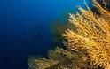 Την προστασία κοραλλιογενούς περιοχής ζητούν οι αυτοδύτες Βόλου