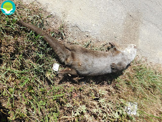 Βρέθηκε νεκρή βίδρα στον ποταμό Αχέροντα [photos] - Φωτογραφία 2