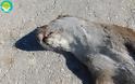 Βρέθηκε νεκρή βίδρα στον ποταμό Αχέροντα [photos]