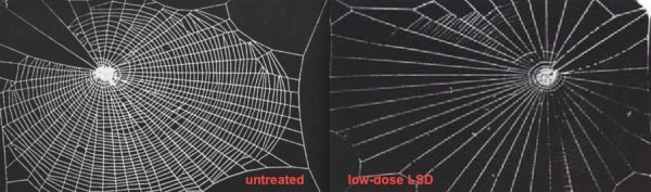 Πώς αλλάζει ο ιστός μιας αράχνης όταν αυτή βρίσκεται υπό την επήρεια ναρκωτικών; - Φωτογραφία 8