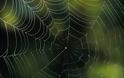 Πώς αλλάζει ο ιστός μιας αράχνης όταν αυτή βρίσκεται υπό την επήρεια ναρκωτικών;