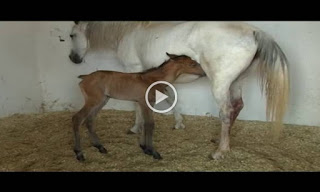 ΑΠΙΣΤΕΥΤΟ: ΔΕΙΤΕ Καρέ – καρέ η γέννηση ενός αλόγου - Γίνετε οι νονοί του πουλαριού της Γκρέκας... [video] - Φωτογραφία 1