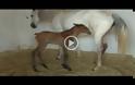 ΑΠΙΣΤΕΥΤΟ: ΔΕΙΤΕ Καρέ – καρέ η γέννηση ενός αλόγου - Γίνετε οι νονοί του πουλαριού της Γκρέκας... [video]