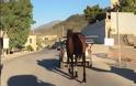 Ακράτα: Σε όχημα χωρίς πινακίδες έδεσε άλογο θέτοντας σε κίνδυνο ζώο και διερχόμενους [video] - Φωτογραφία 1