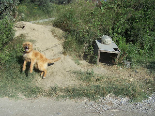 Σπαρμένο απο σκυλιά σκιάχτρα το πανέμορφο νησί της Σκύρου - Φωτογραφία 1