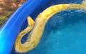 Απίστευτο! Κοριτσάκι κολυμπάει σε πισίνα μαζί με ένα... [photos] - Φωτογραφία 3