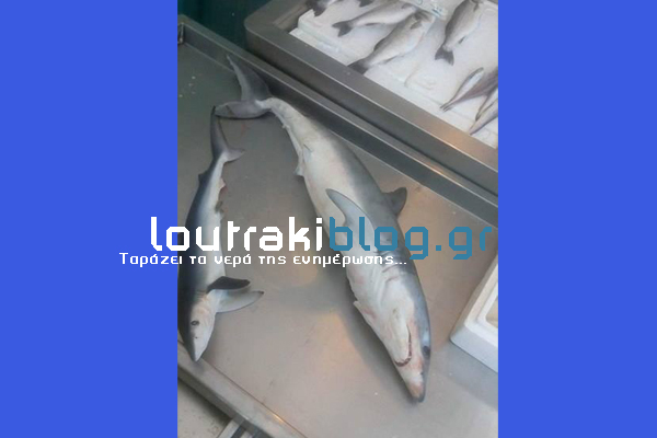 Ψάρεψε μικρό καρχαριάκι...στην Κόρινθο! [photos] - Φωτογραφία 2