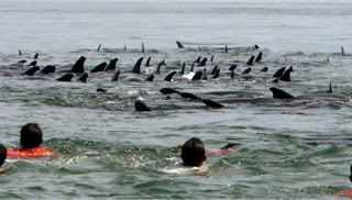 Ανησυχητικά μεγάλος ο αριθμός δελφινιών που εκβράζονται στη Μαύρη Θάλασσα - Φωτογραφία 1