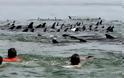 Ανησυχητικά μεγάλος ο αριθμός δελφινιών που εκβράζονται στη Μαύρη Θάλασσα